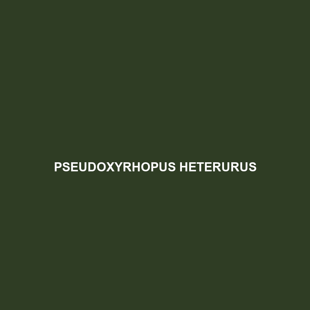 Pseudoxyrhopus heterurus