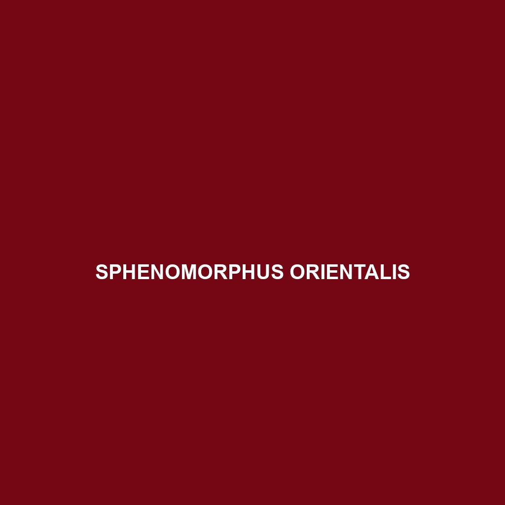 Sphenomorphus orientalis