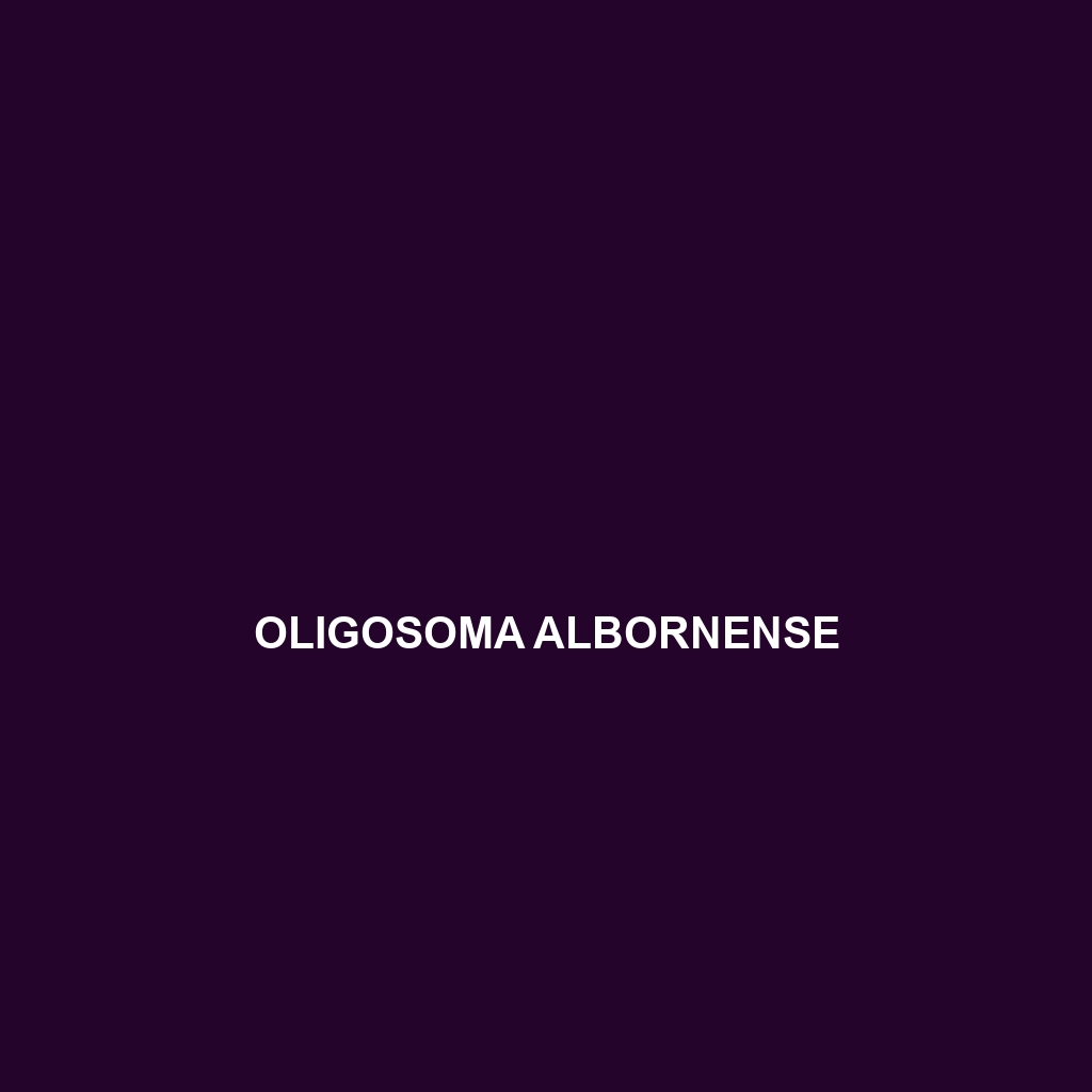 Oligosoma albornense