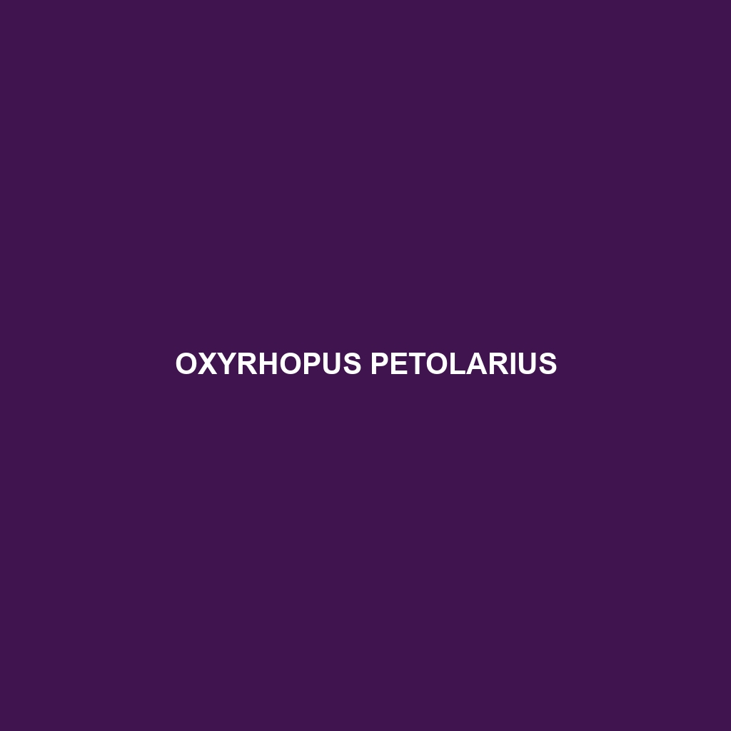 Oxyrhopus petolarius