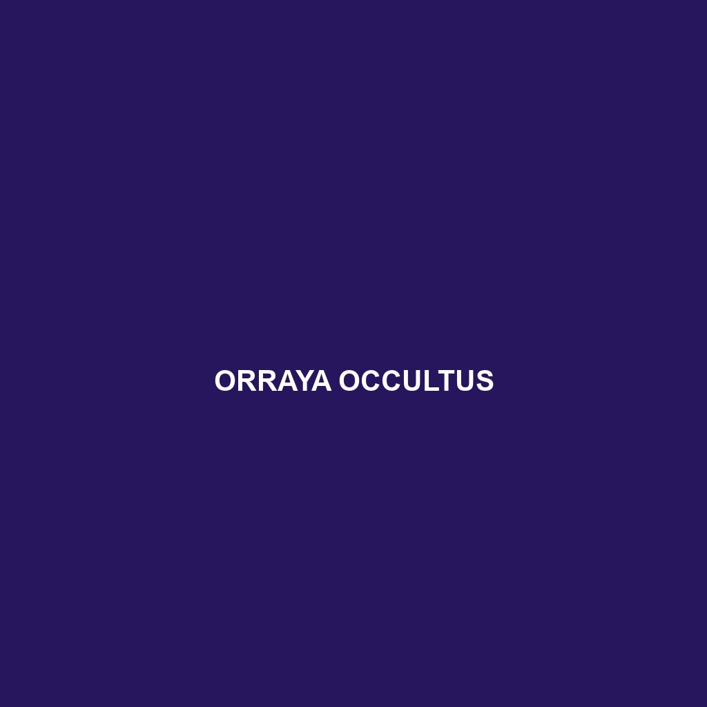 Orraya occultus