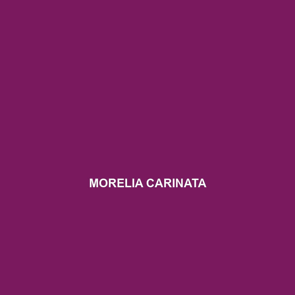 Morelia carinata