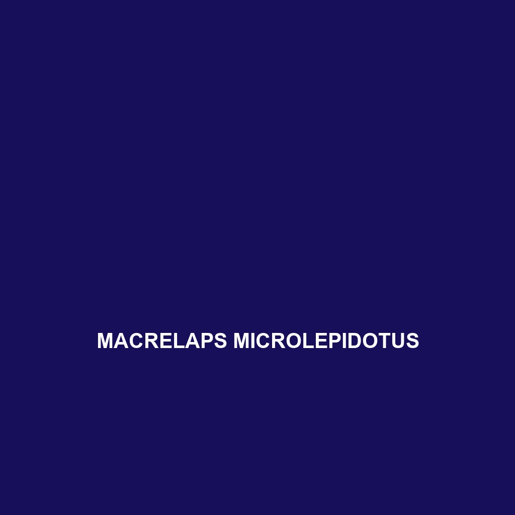 Macrelaps microlepidotus