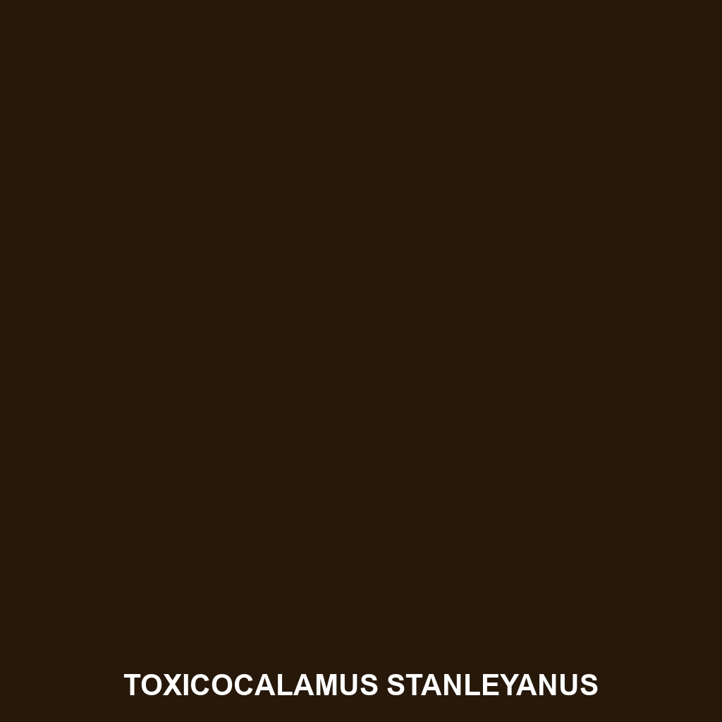 Toxicocalamus stanleyanus