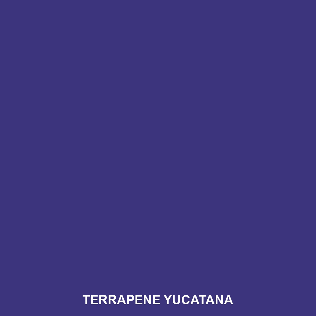 Terrapene yucatana