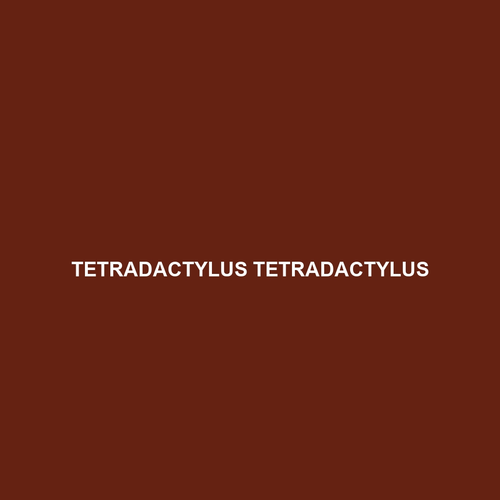 Tetradactylus tetradactylus