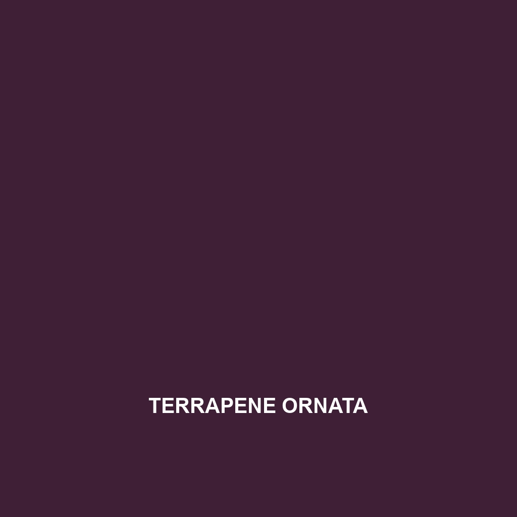 Terrapene ornata