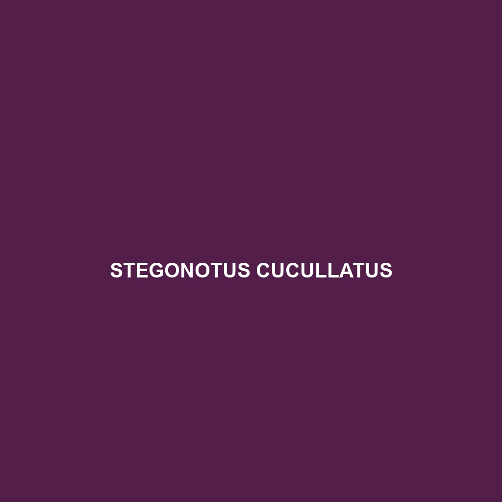 Stegonotus cucullatus