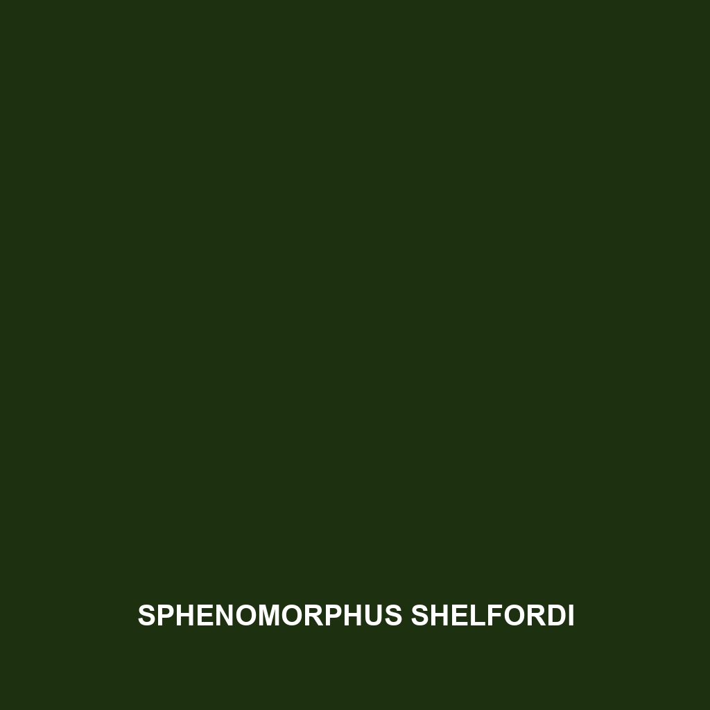 Sphenomorphus shelfordi