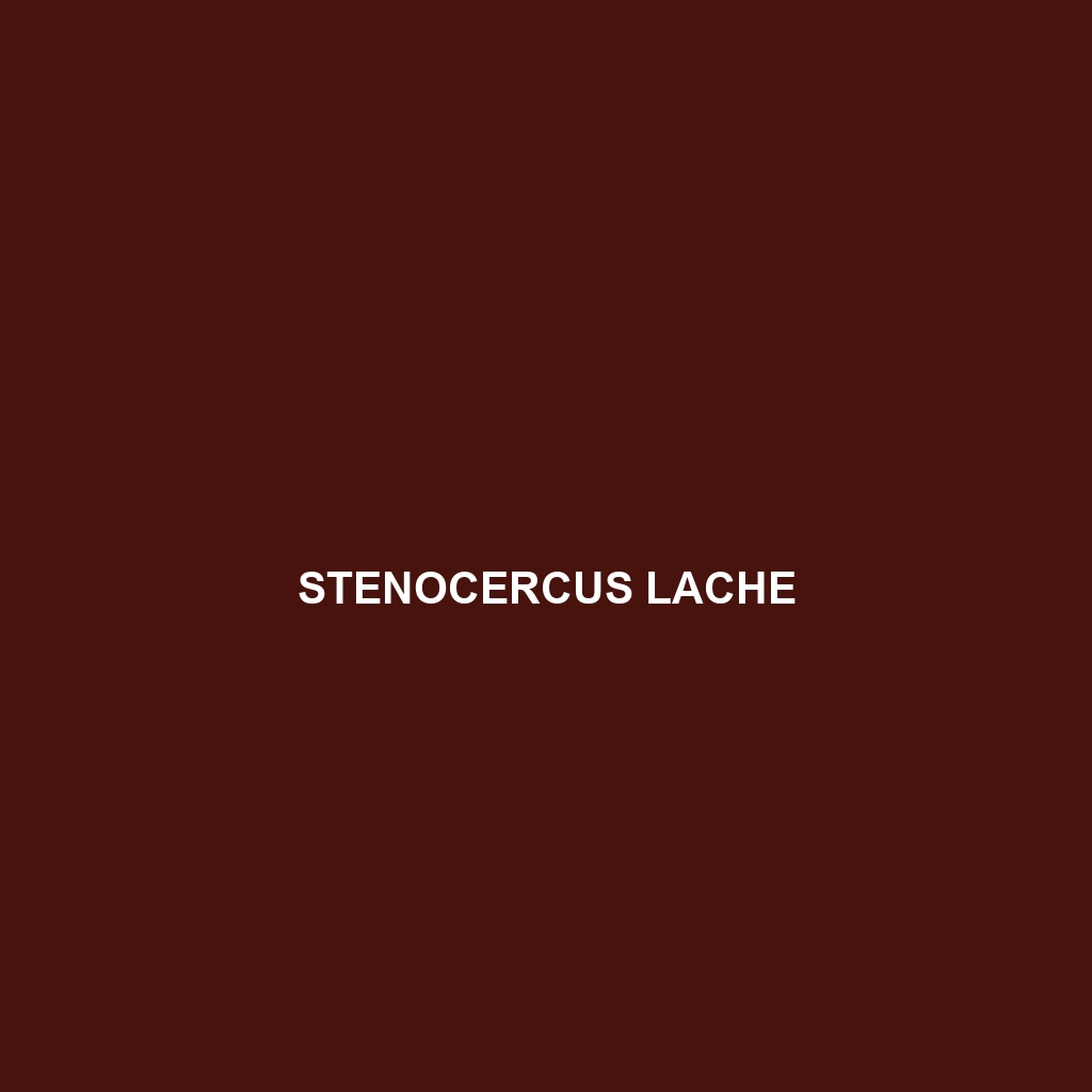 Stenocercus lache