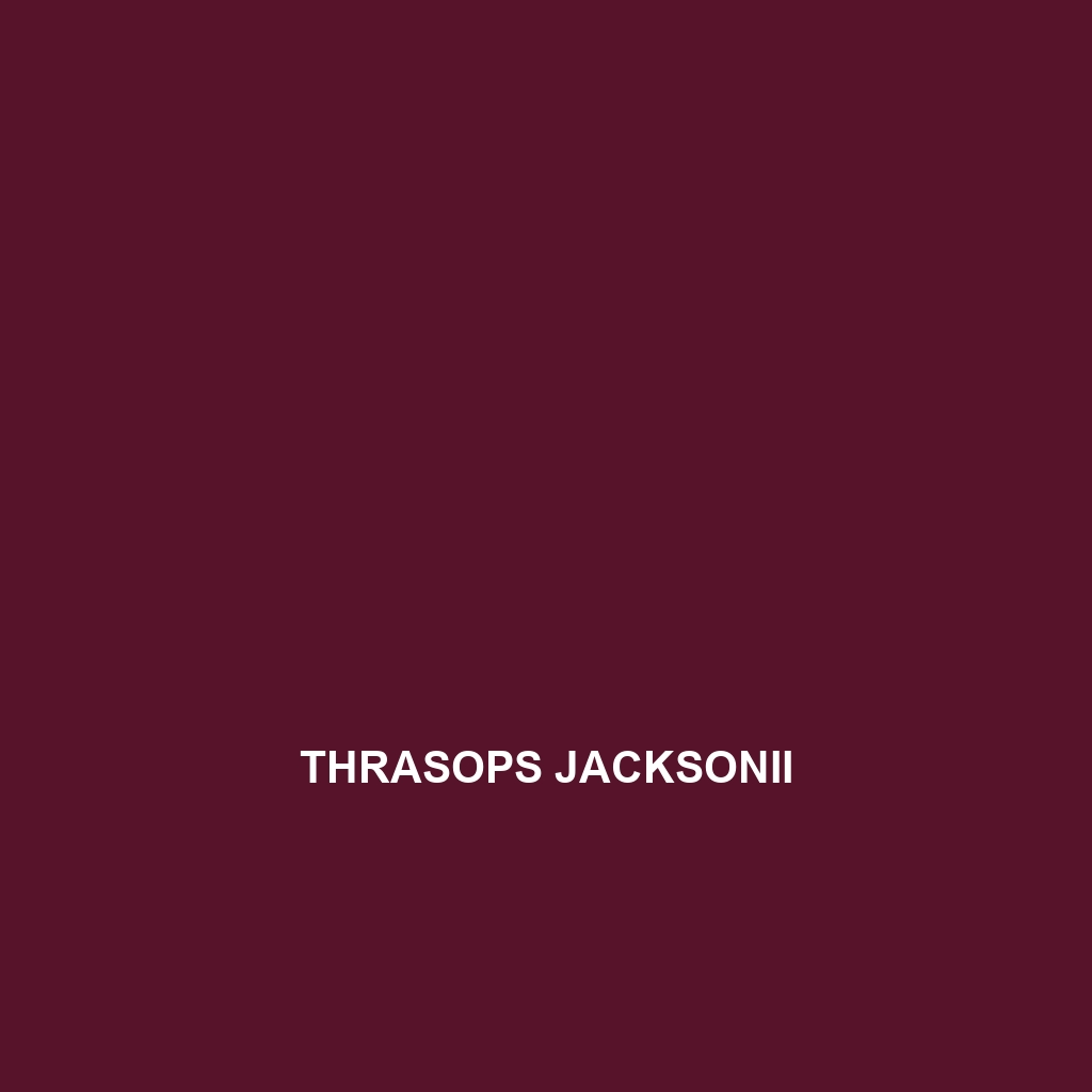 Thrasops jacksonii