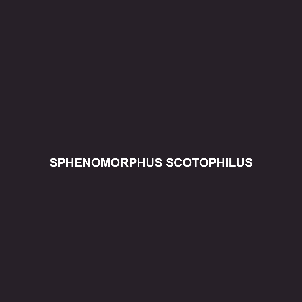 Sphenomorphus scotophilus