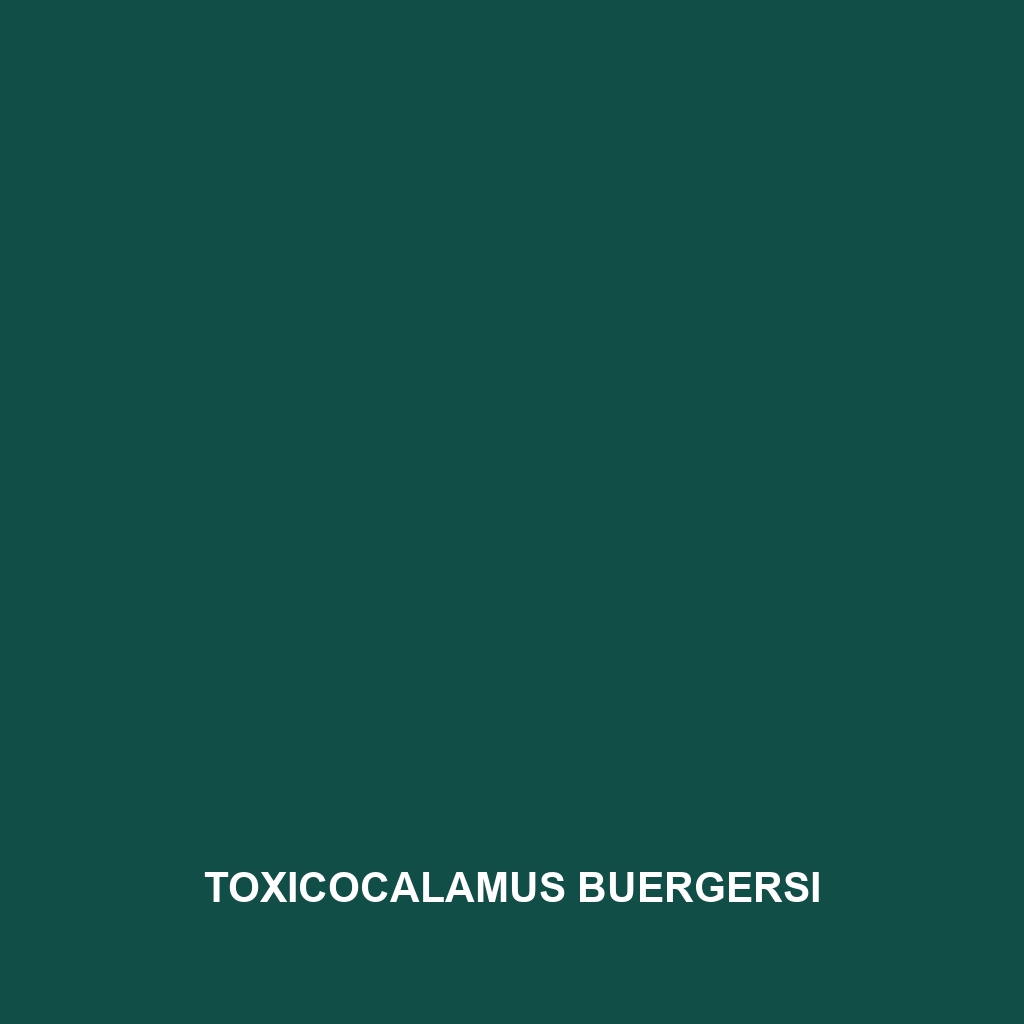 Toxicocalamus buergersi