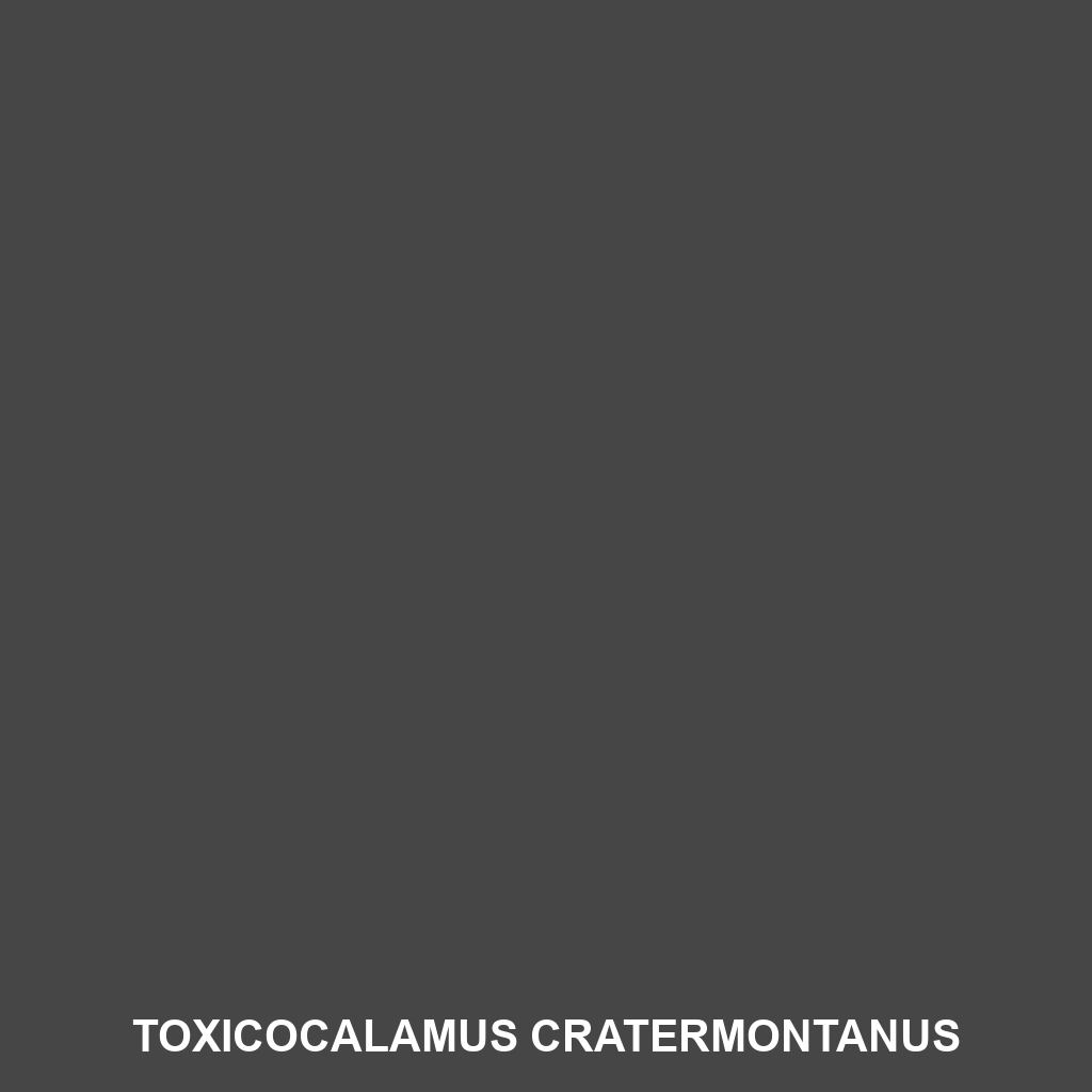 Toxicocalamus cratermontanus