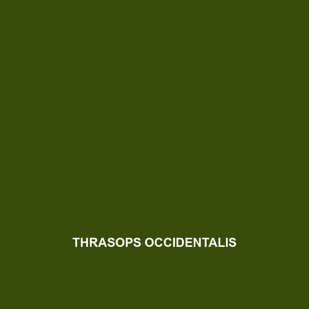 Thrasops occidentalis