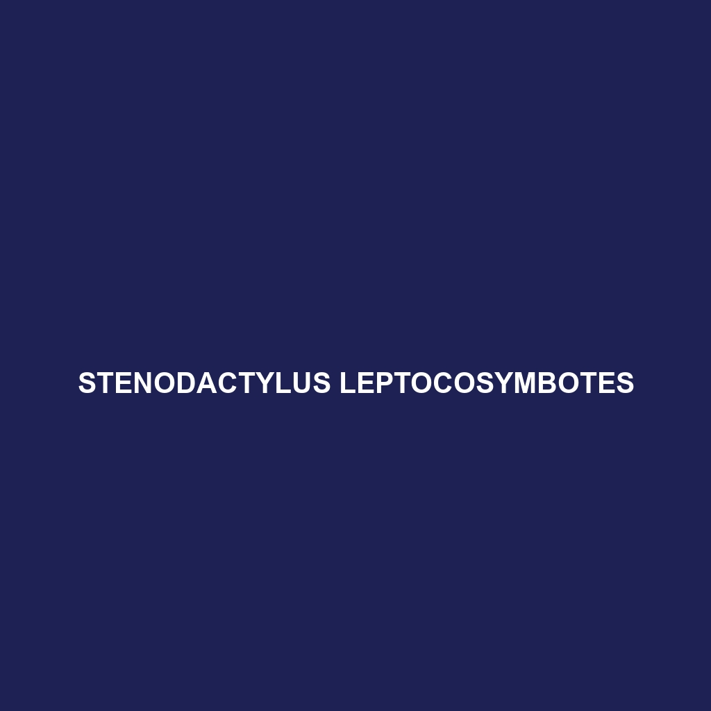 Stenodactylus leptocosymbotes