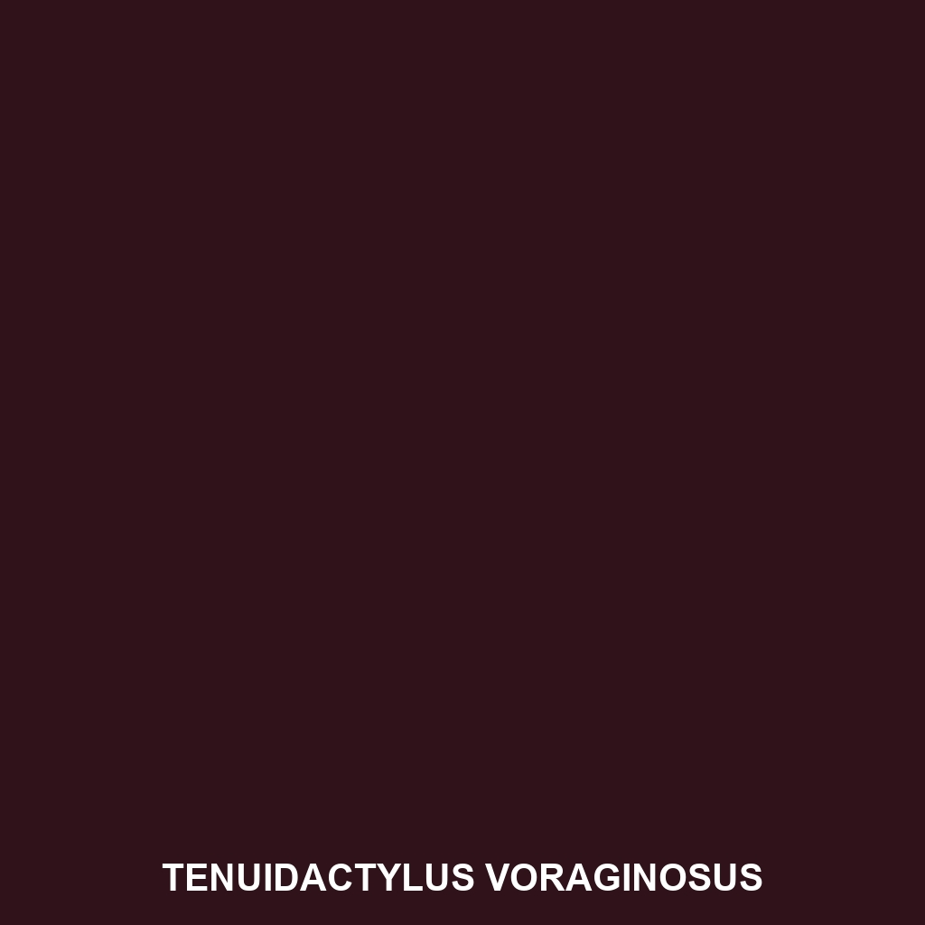 Tenuidactylus voraginosus